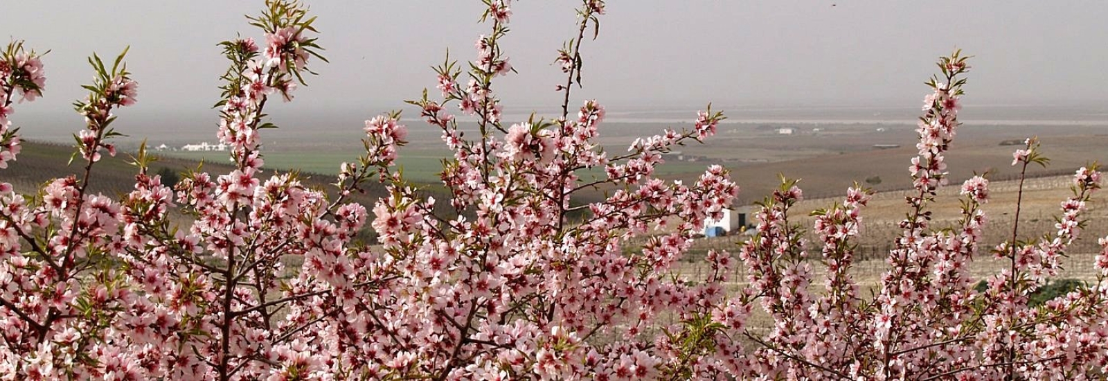 Almendros